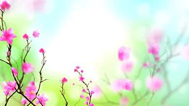 粉红色花朵背景视频视频的预览图